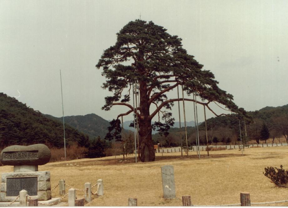 보은 속리 정이품송