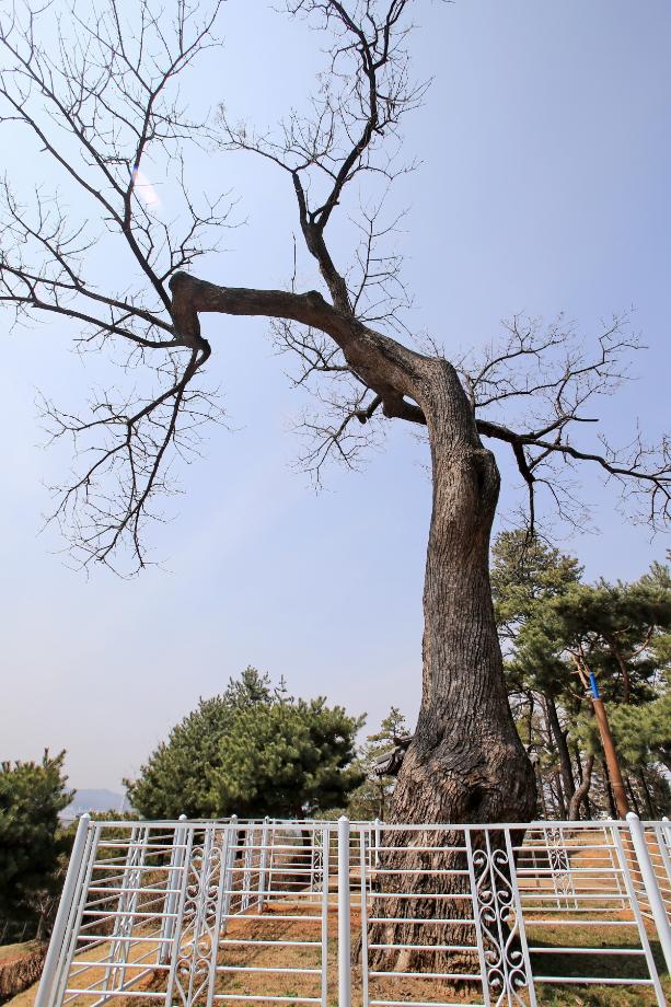 제천 교동 음나무