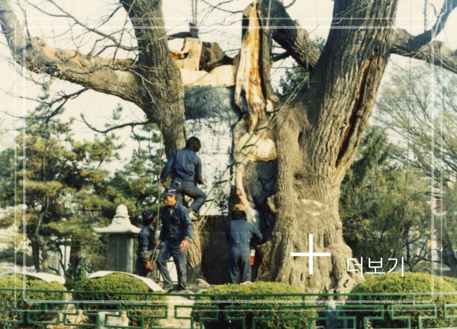 청주 압각수이미지