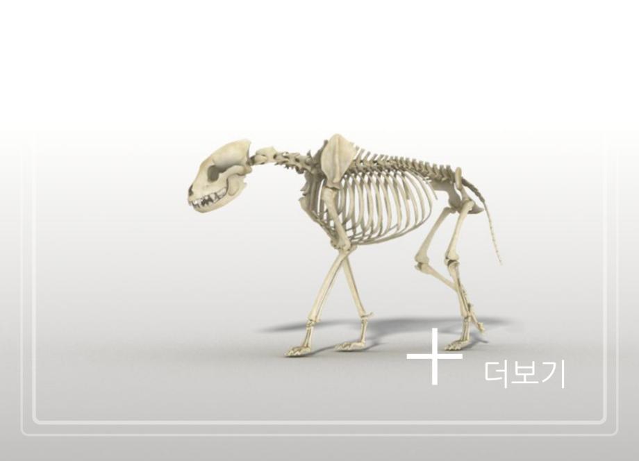 제천 점말동굴 유적이미지