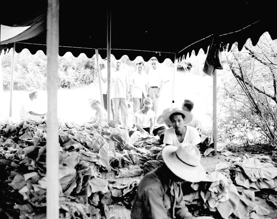 충북의 주요 산업 엽연초 이미지