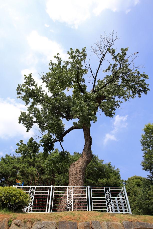 제천 교동 음나무