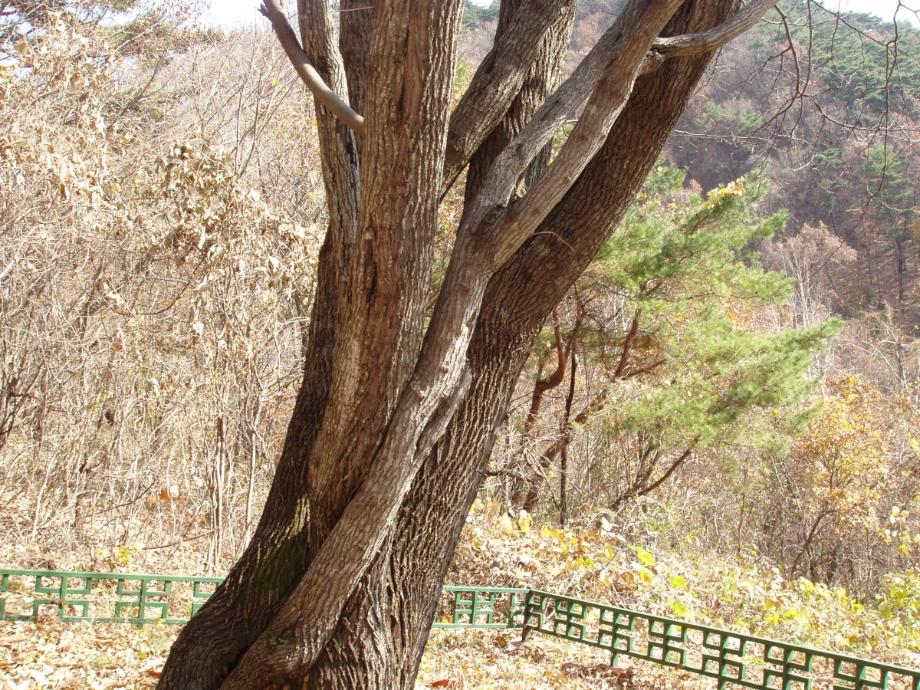 제원 송계리 망개나무