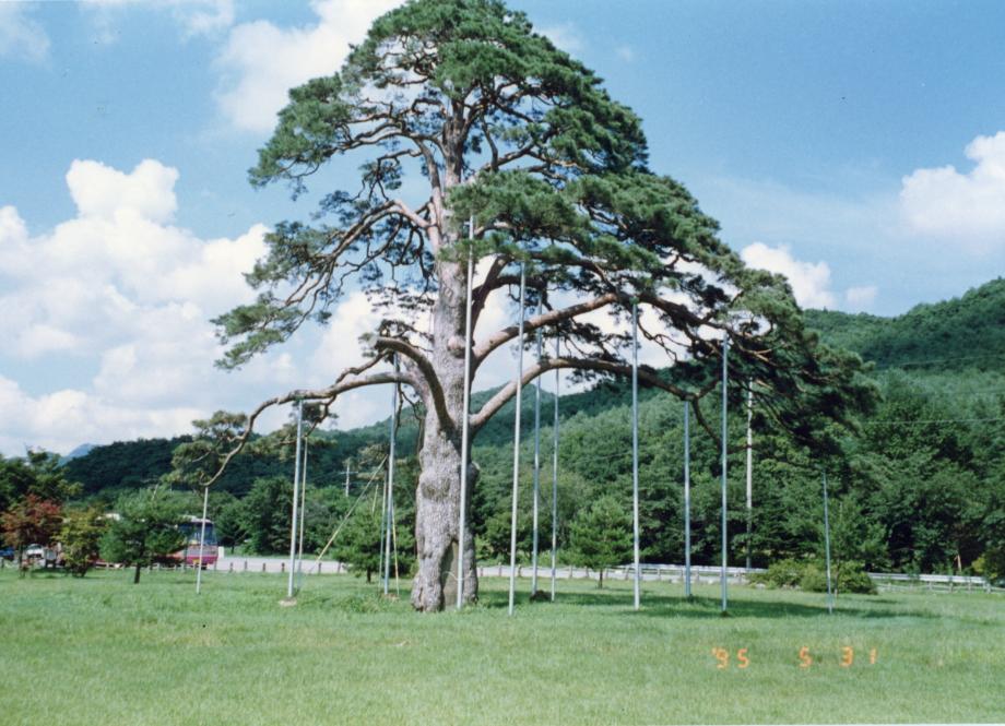 보은 속리 정이품송