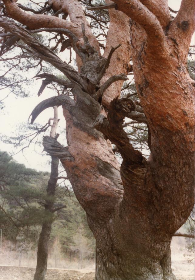 괴산 삼송리 소나무이미지
