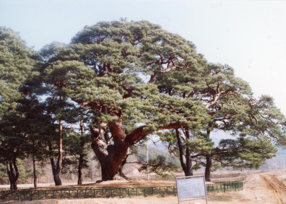 괴산 삼송리 소나무이미지