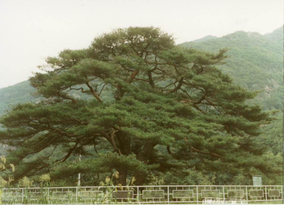 보은 서원리 소나무이미지