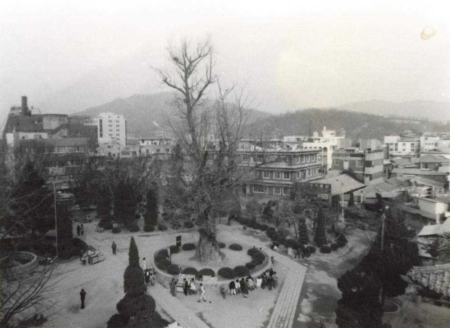 청주 압각수이미지