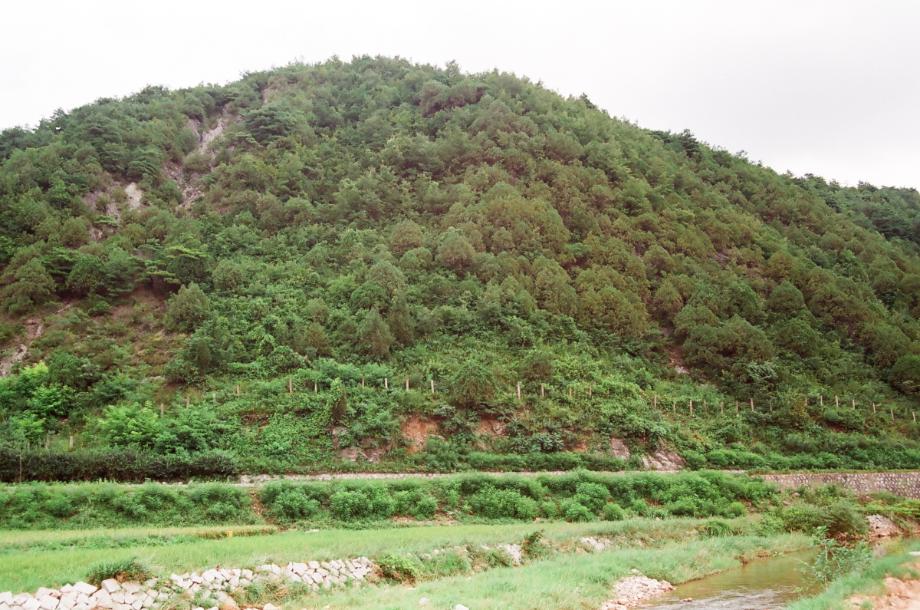 단양 영천리 측백나무 숲
