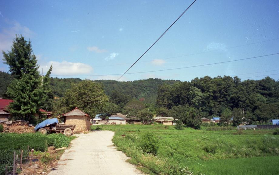 보은의 백송이미지