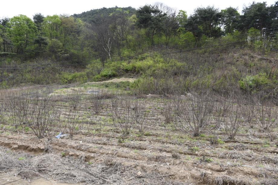 충청북도 지정문화재(무형) 정기조사