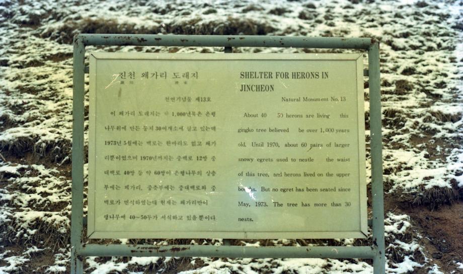 진천 노원리 왜가리 번식지이미지