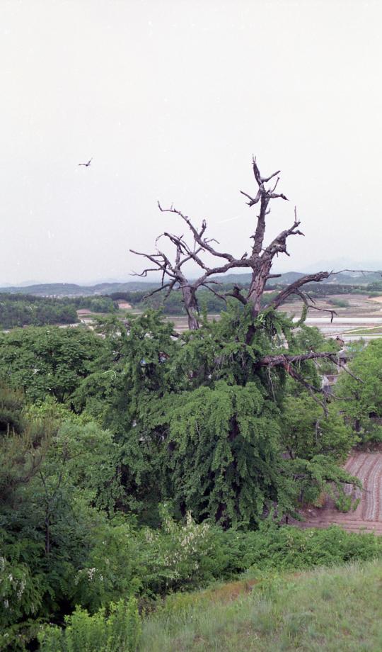 진천 노원리 왜가리 번식지이미지