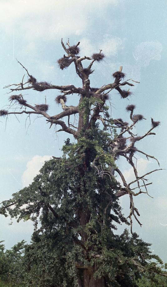 진천 노원리 왜가리 번식지이미지