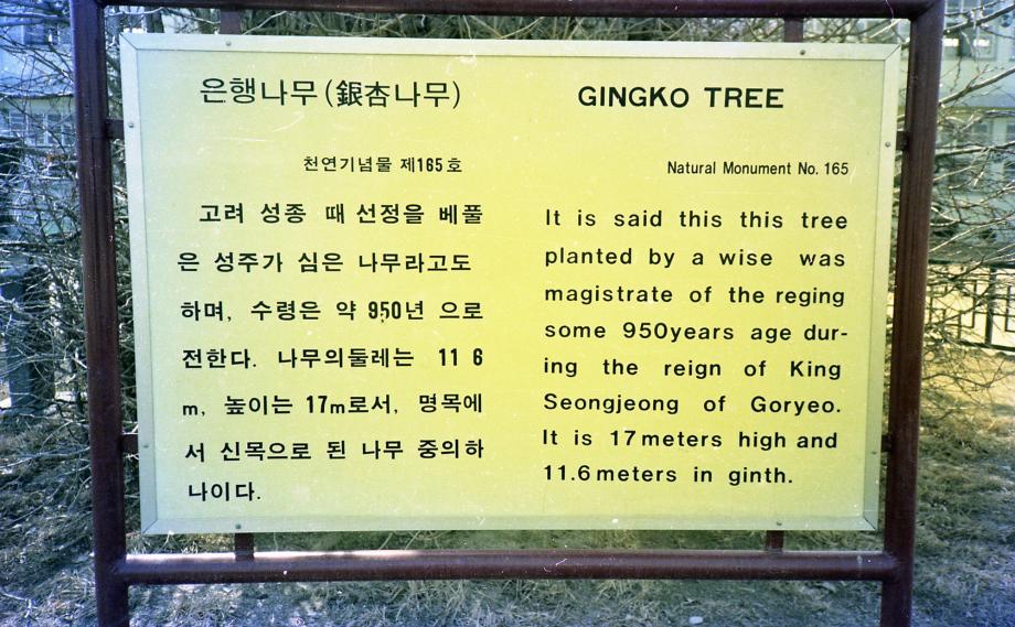 괴산 읍내리 은행나무이미지