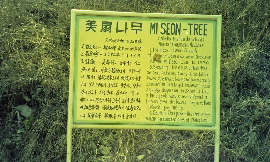 괴산 추점리 미선나무 자생지이미지