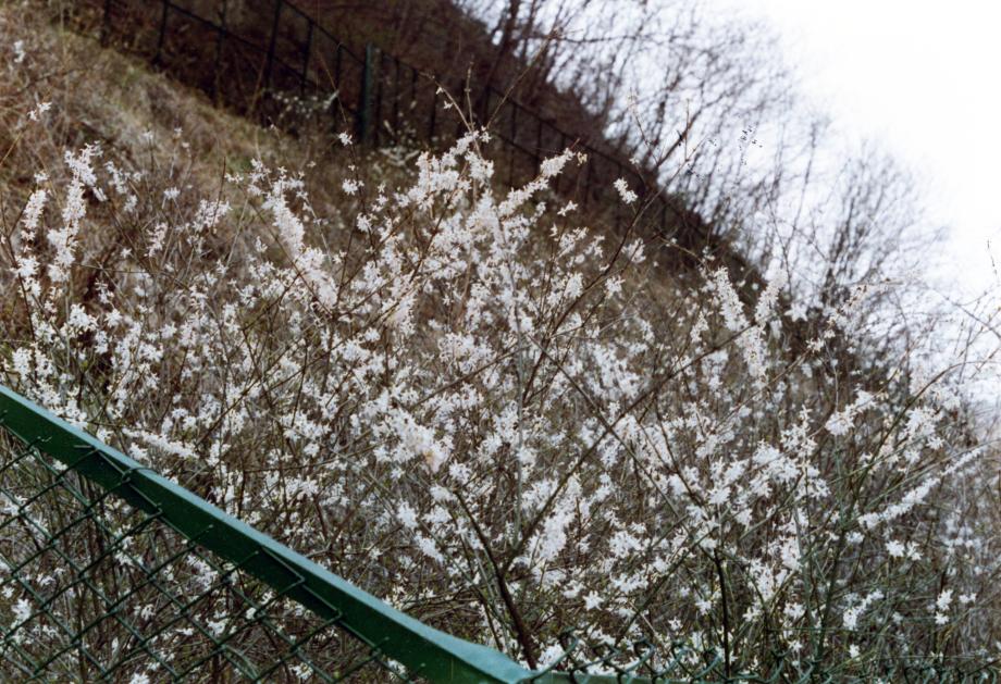 괴산 추점리 미선나무 자생지이미지