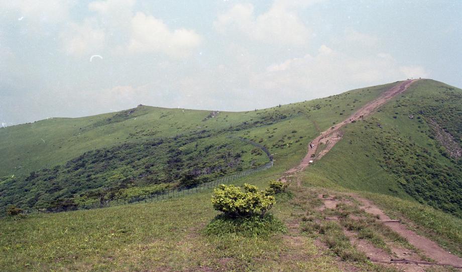 소백산 주목군락이미지