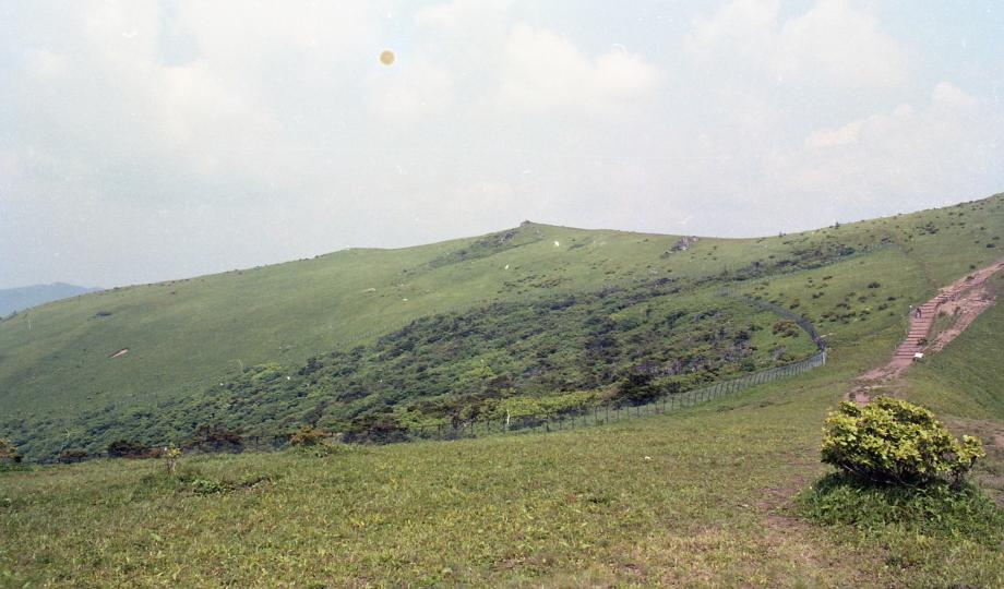 소백산 주목군락이미지