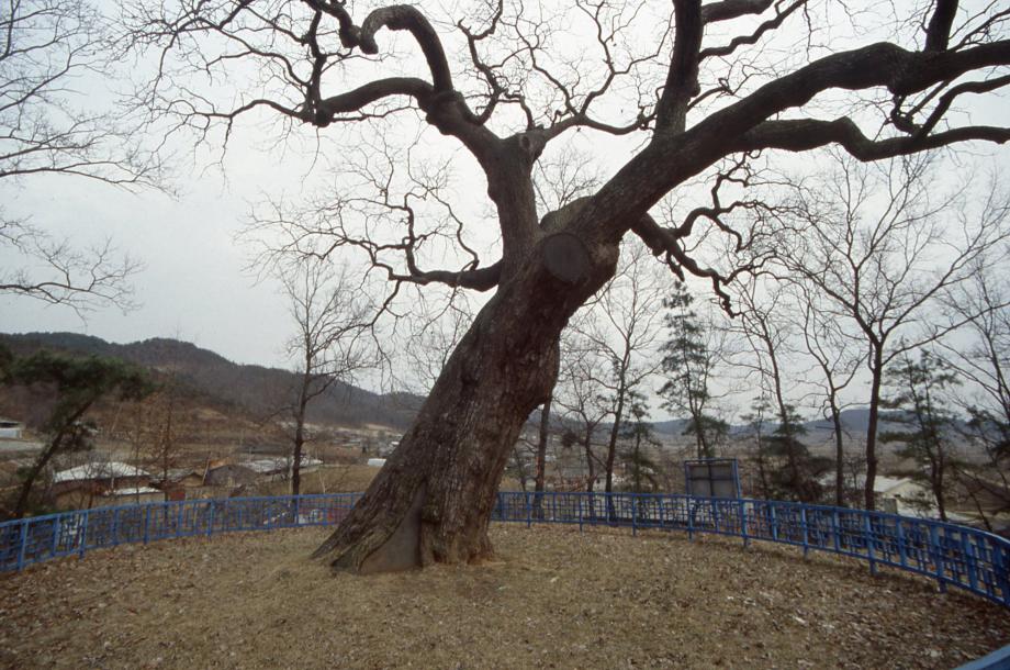 청주 공북리 음나무이미지