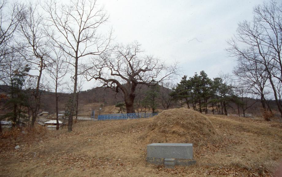청주 공북리 음나무이미지