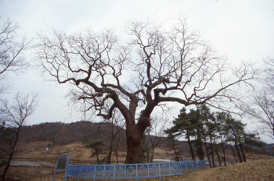 청주 공북리 음나무이미지