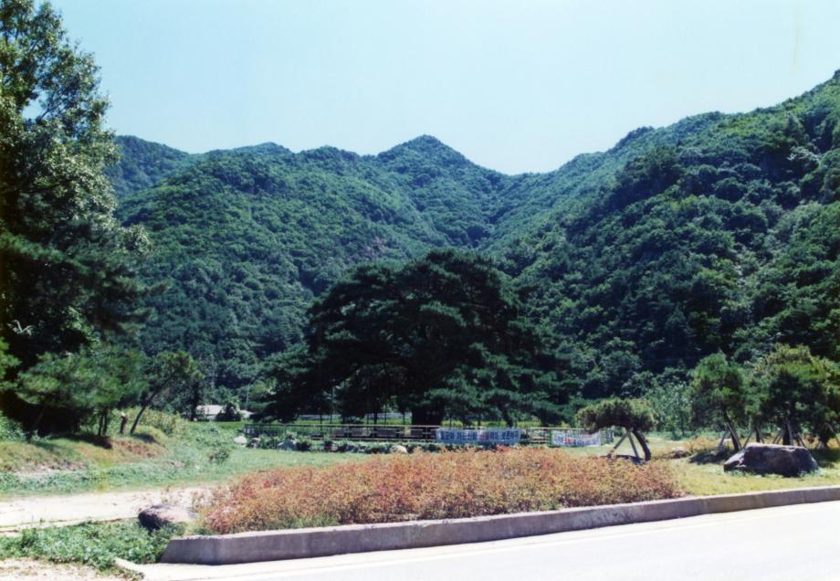 보은 서원리 소나무이미지