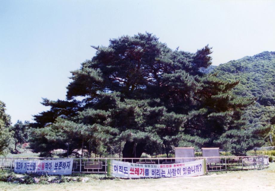 보은 서원리 소나무이미지