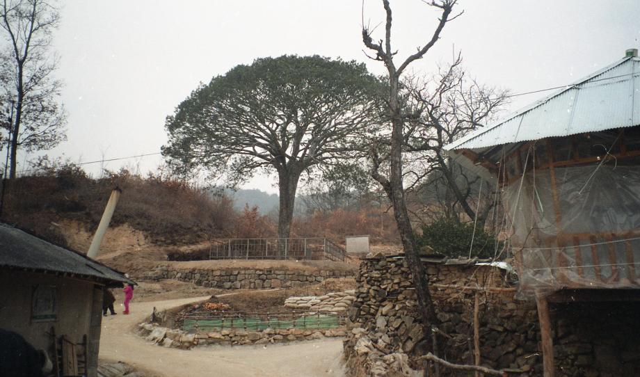 보은의 백송이미지