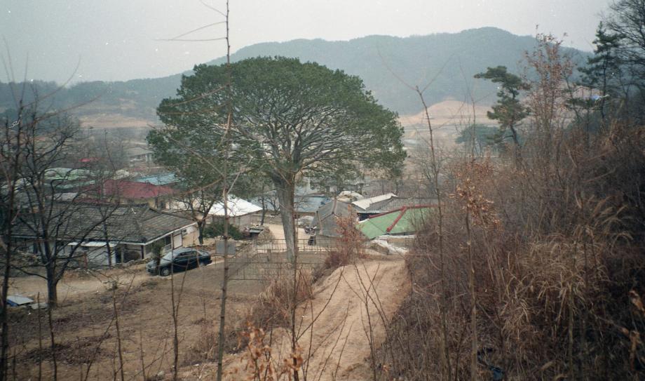 보은의 백송이미지