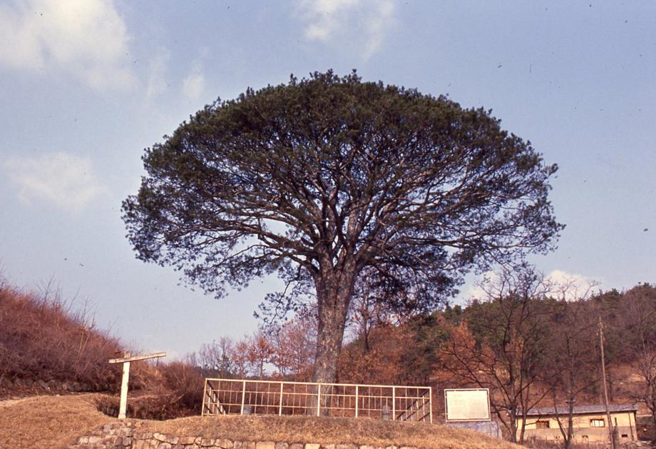 보은의 백송이미지