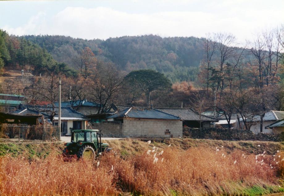 보은의 백송이미지