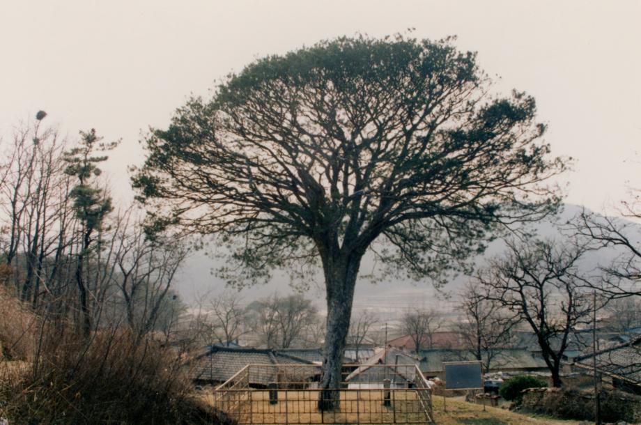 보은의 백송이미지