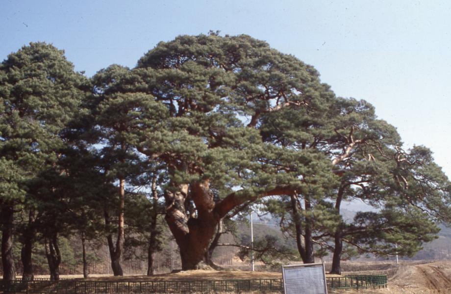 괴산 삼송리 소나무이미지