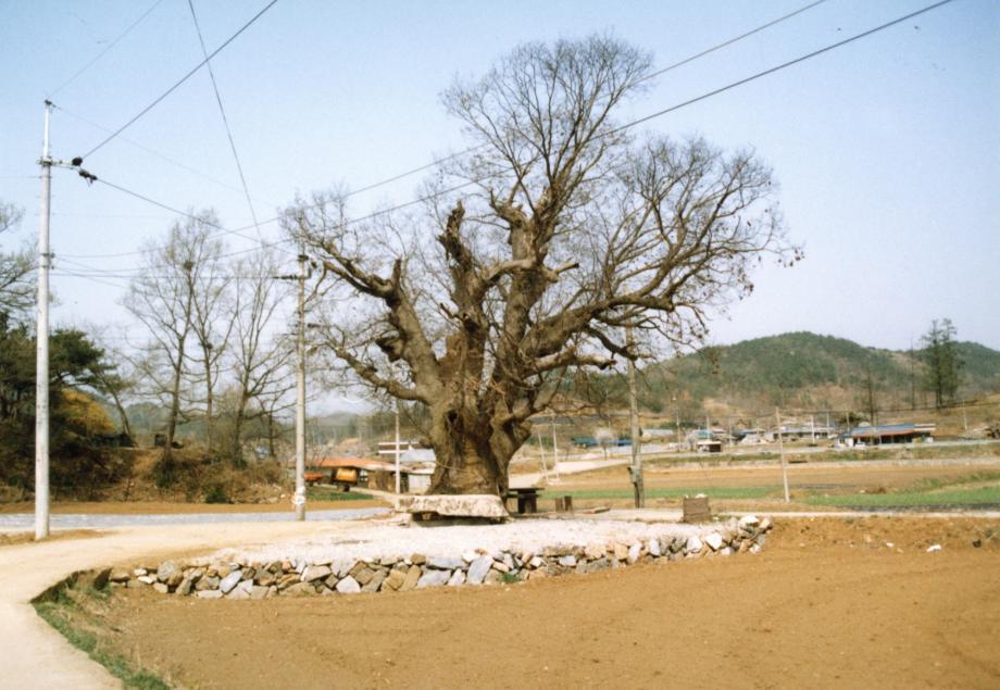 제천 오티별신제이미지