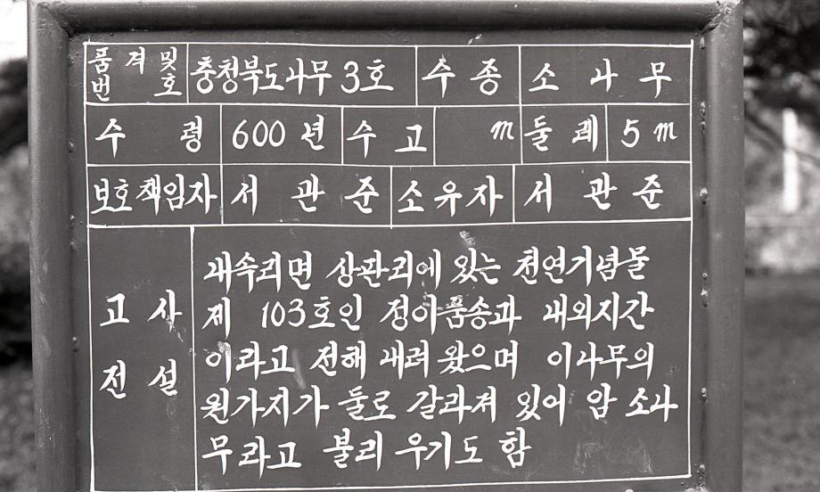 보은 서원리 소나무이미지