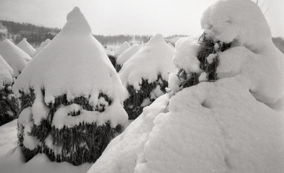 김운기 컬렉션이미지