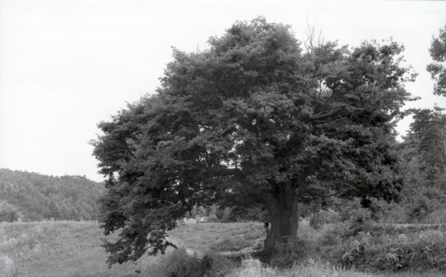 김운기 컬렉션이미지