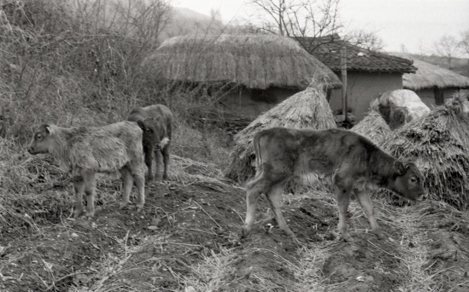 김운기 컬렉션이미지