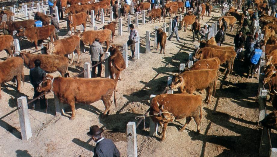 김운기 컬렉션이미지