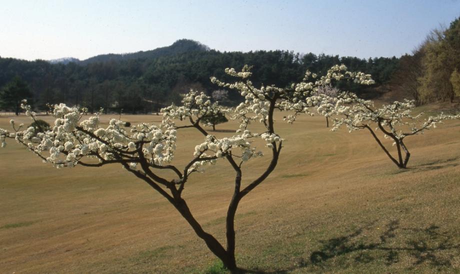 청주 상당산성이미지