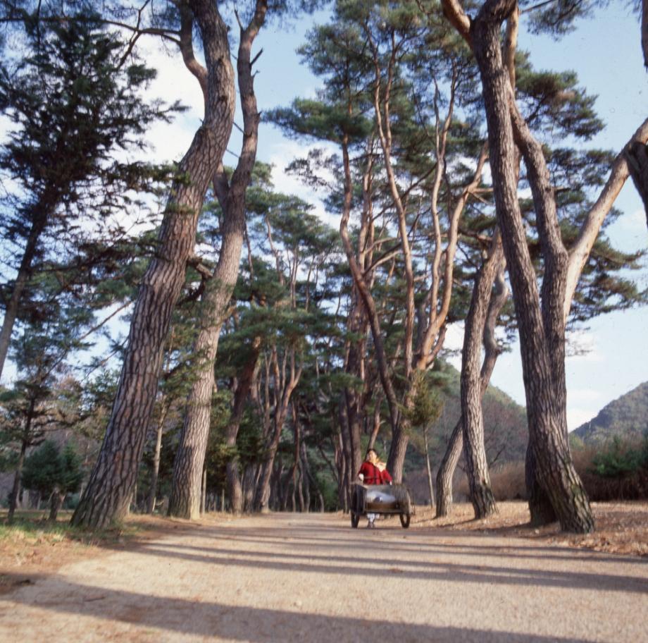 제천 의림지와 제림이미지