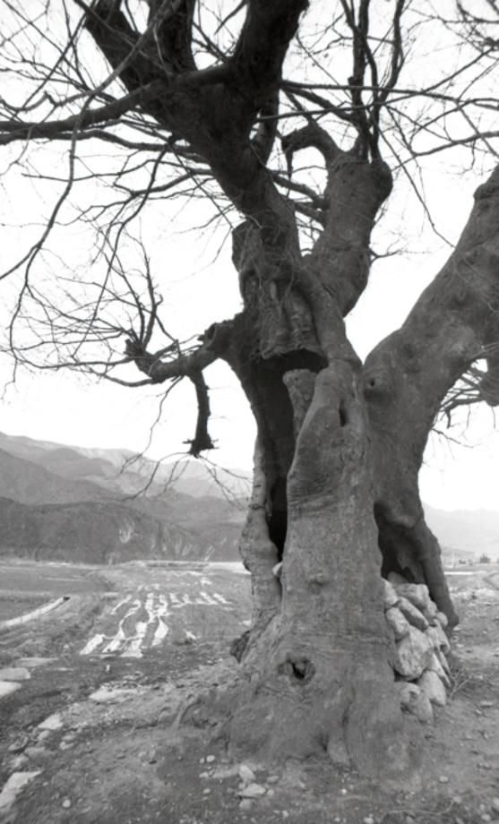 김운기 컬렉션이미지