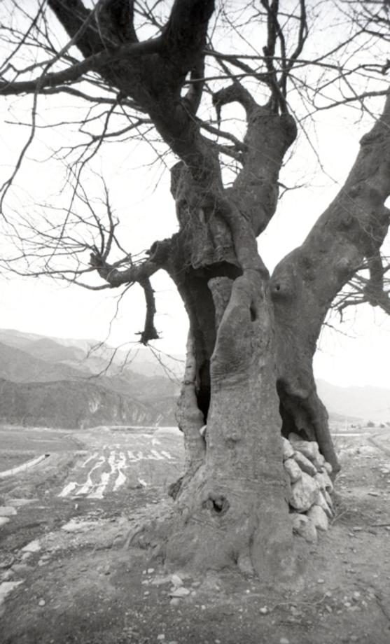 김운기 컬렉션이미지