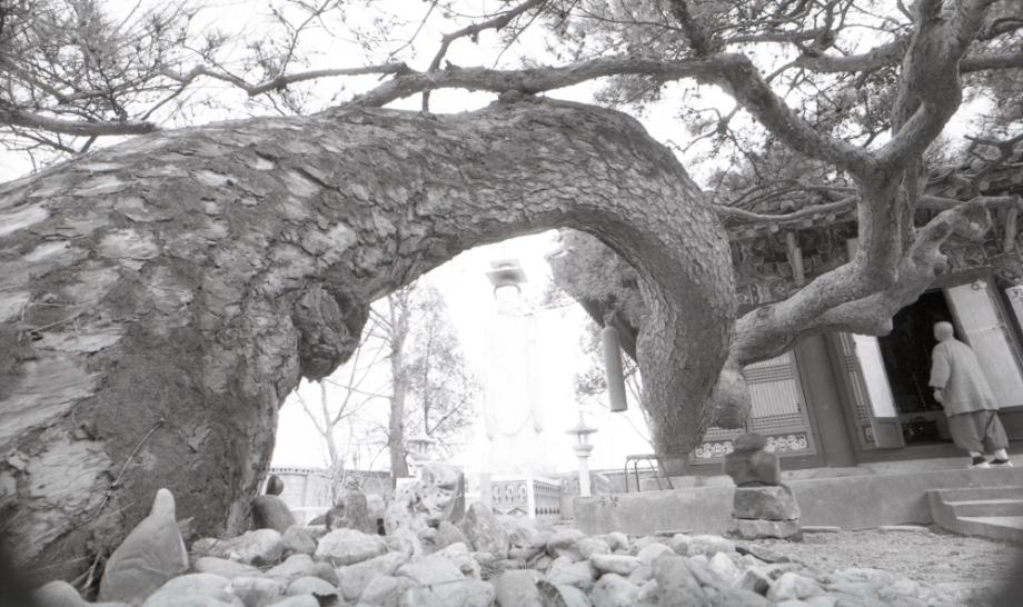 충주 단호사 삼층석탑이미지