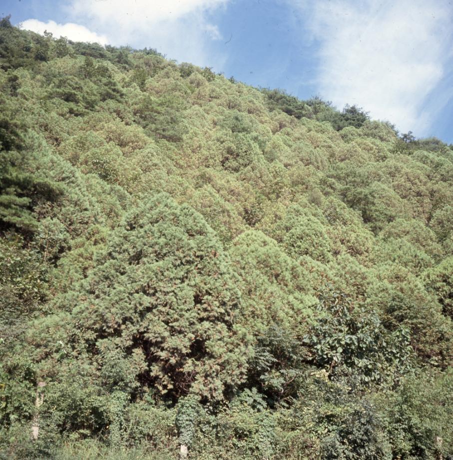 단양 영천리 측백나무 숲이미지