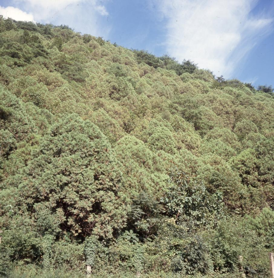 단양 영천리 측백나무 숲이미지