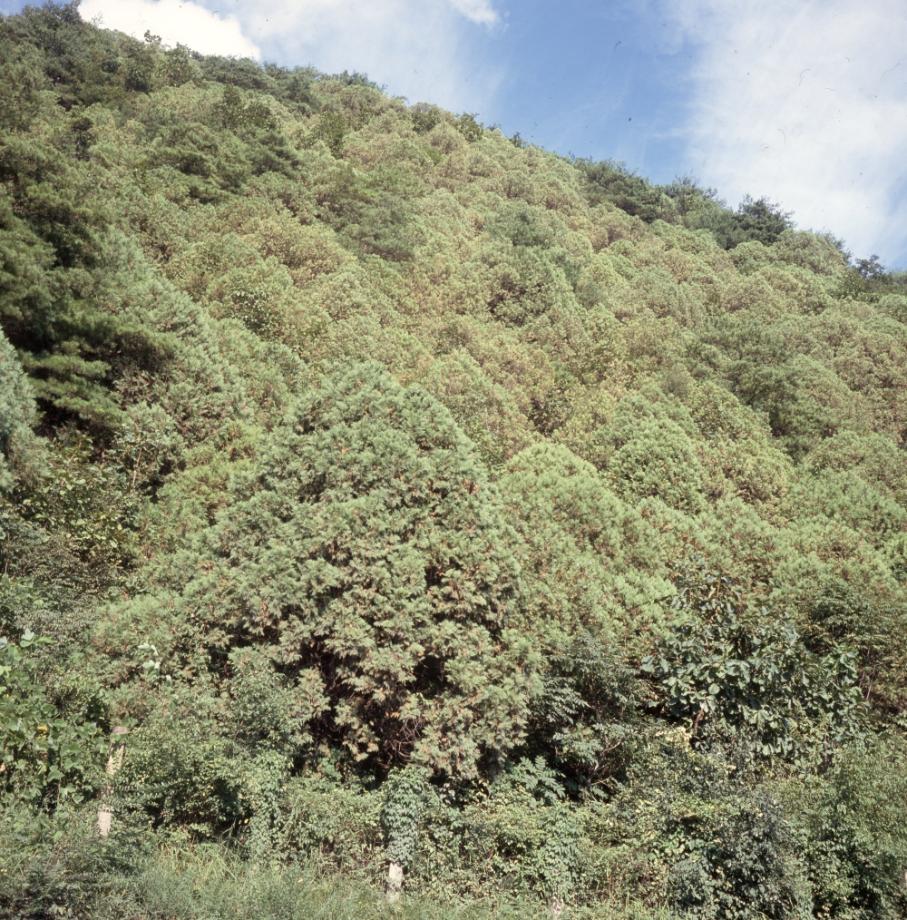 단양 영천리 측백나무 숲이미지