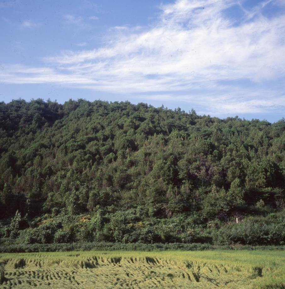 단양 영천리 측백나무 숲이미지