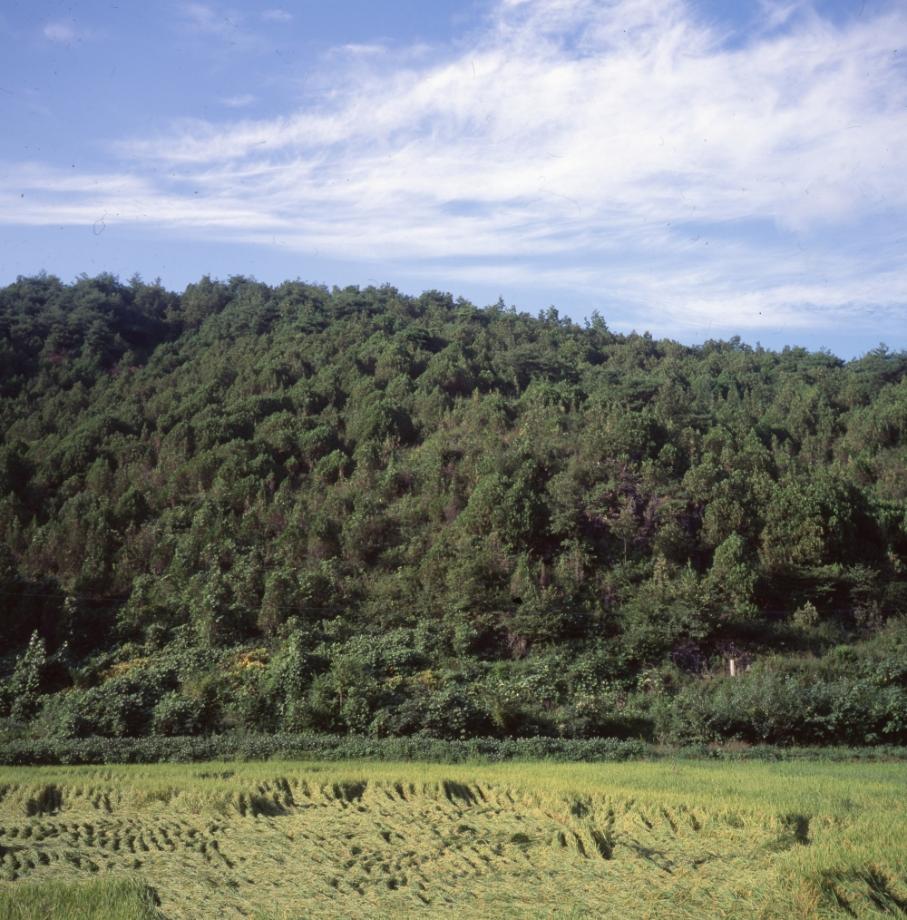 단양 영천리 측백나무 숲이미지
